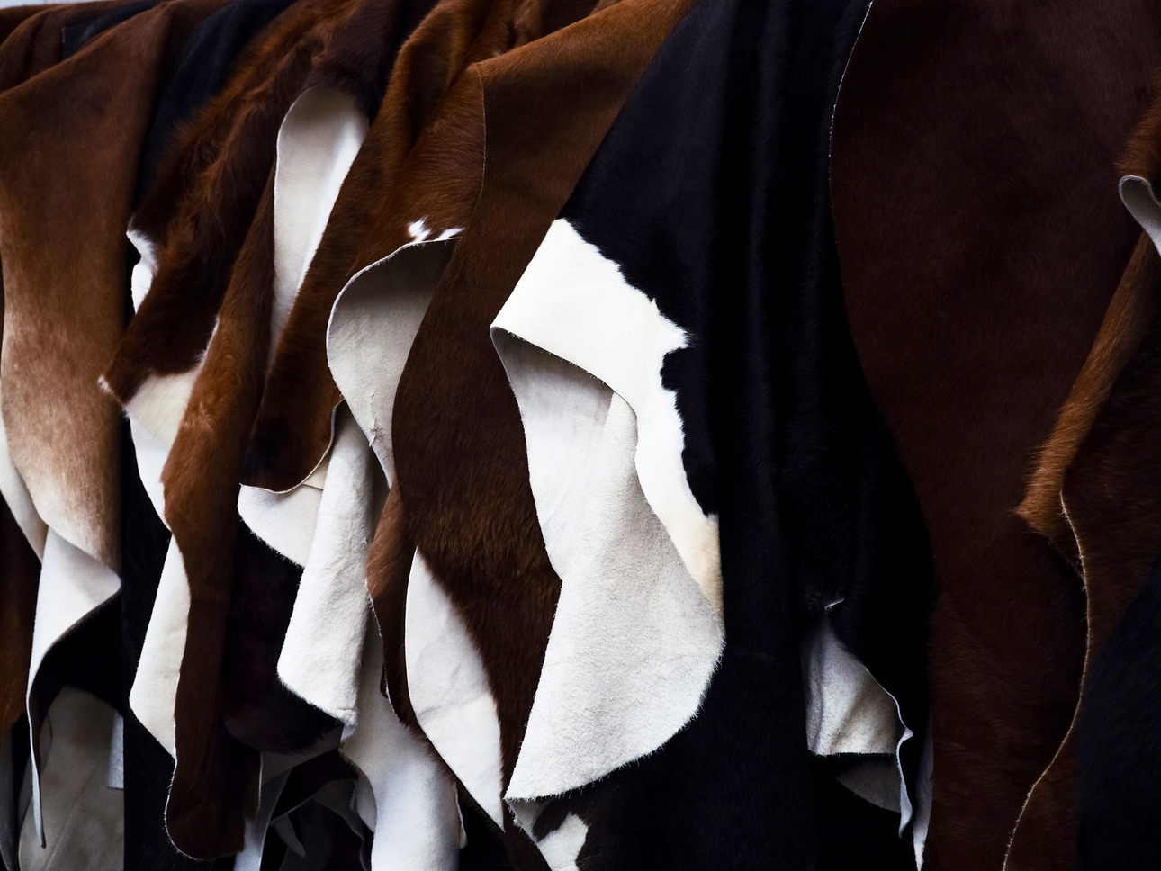 Cattle hides cow, hanging showcase in store different color black and brown.